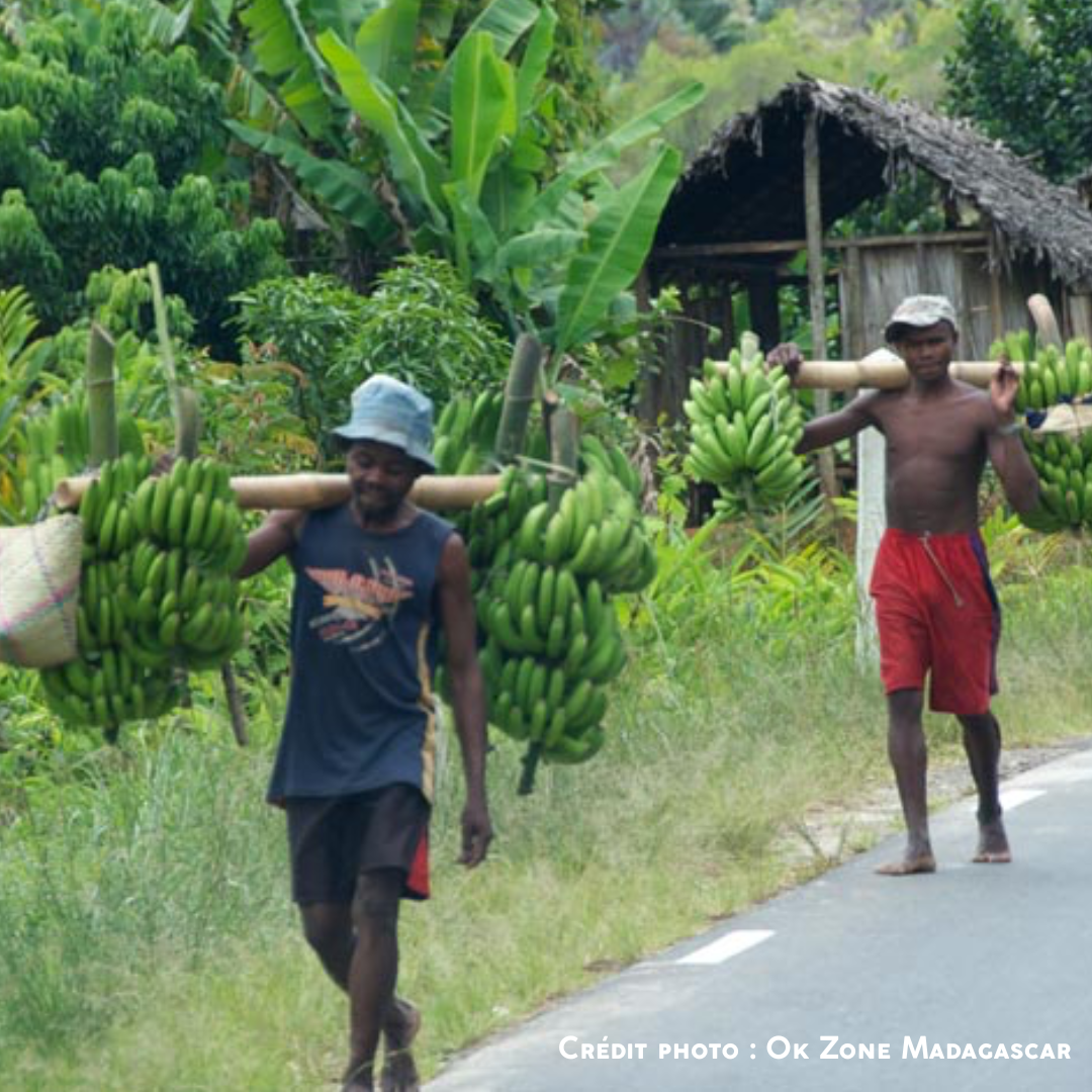 récolte bananes madagascar